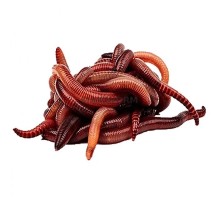 Черви зимние