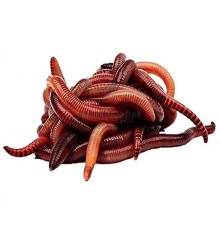 Черви зимние