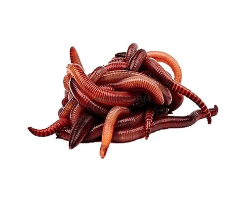 Черви зимние